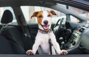 cute dog sitting in the front seat of the car looking out the window